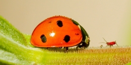 Faceoff-Lady bug vs aphid Picture