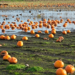 PumpkinField