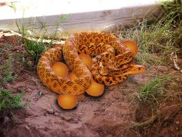 orangesnake