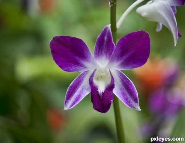 1 more orchid