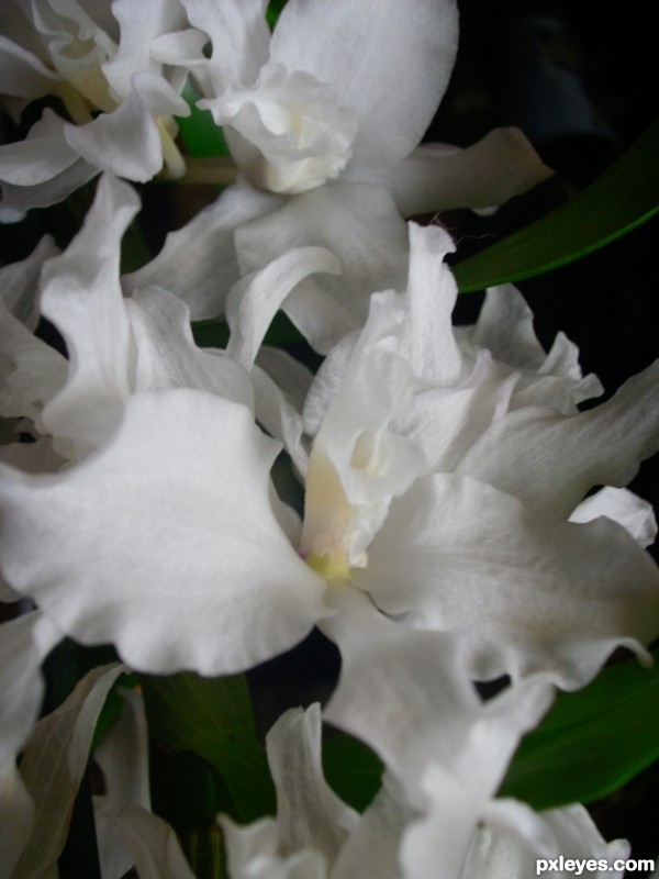 Dendrobium nobile