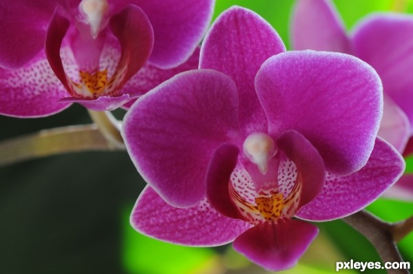 Macro on a purple flower