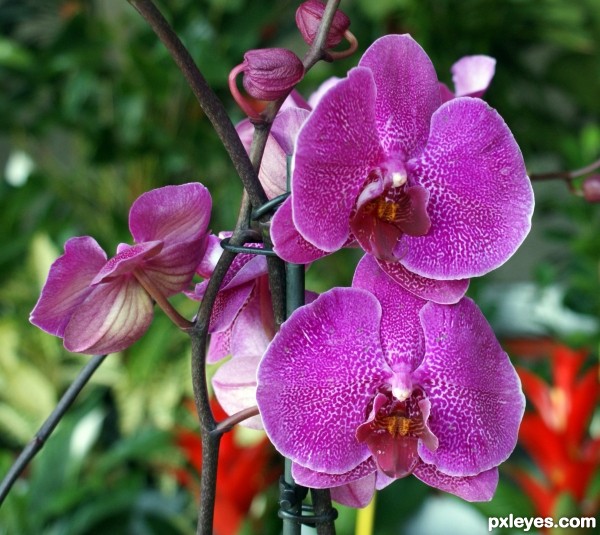 Purple orchids