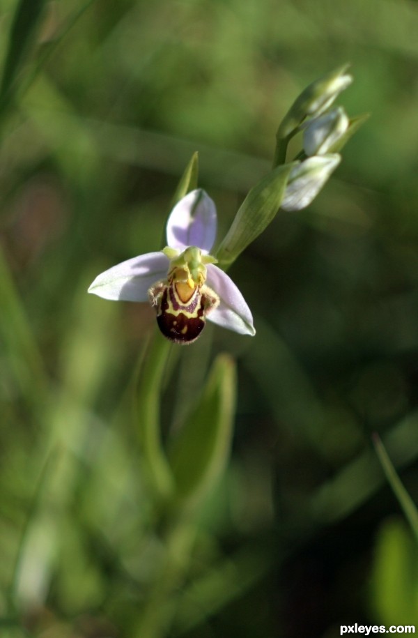 Savage Ophrys