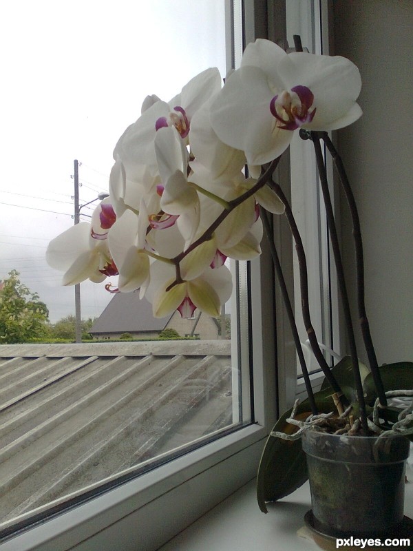 Schools orchid