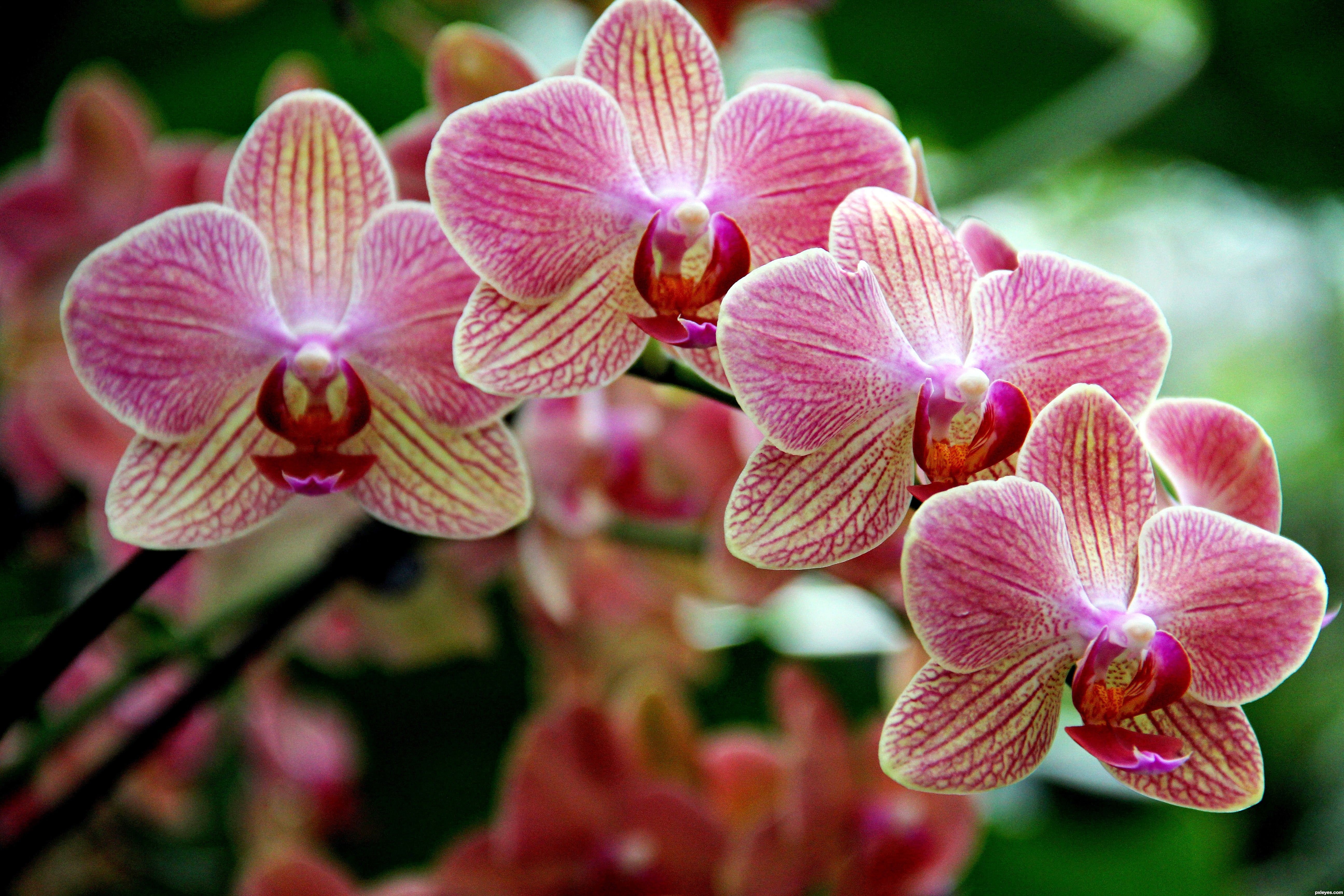 Orchid Net Worth