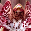 orchids 2 photography contest