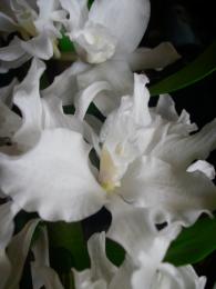 Dendrobium nobile