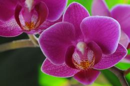 Macro on a purple flower