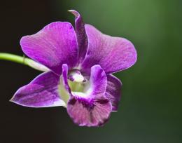 Magenta orchid