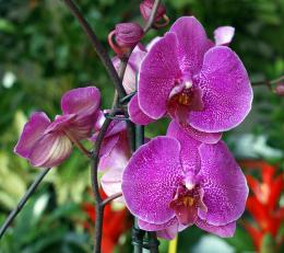 Purpleorchids