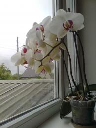 Schools orchid