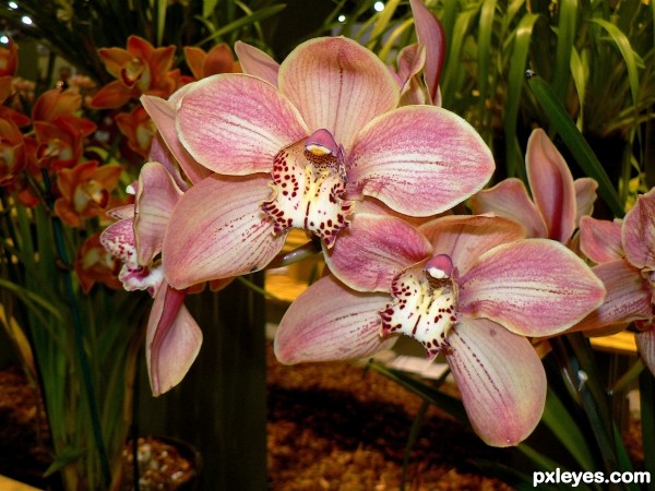  orchids in pale pink
