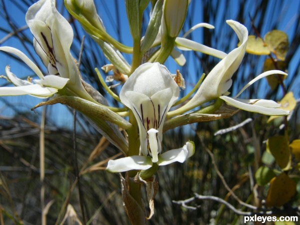 Disa draconis