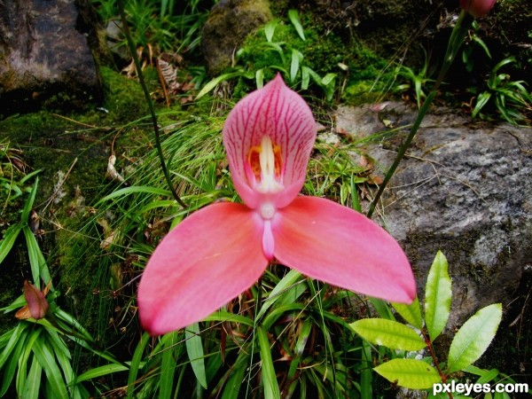 Disa uniflora