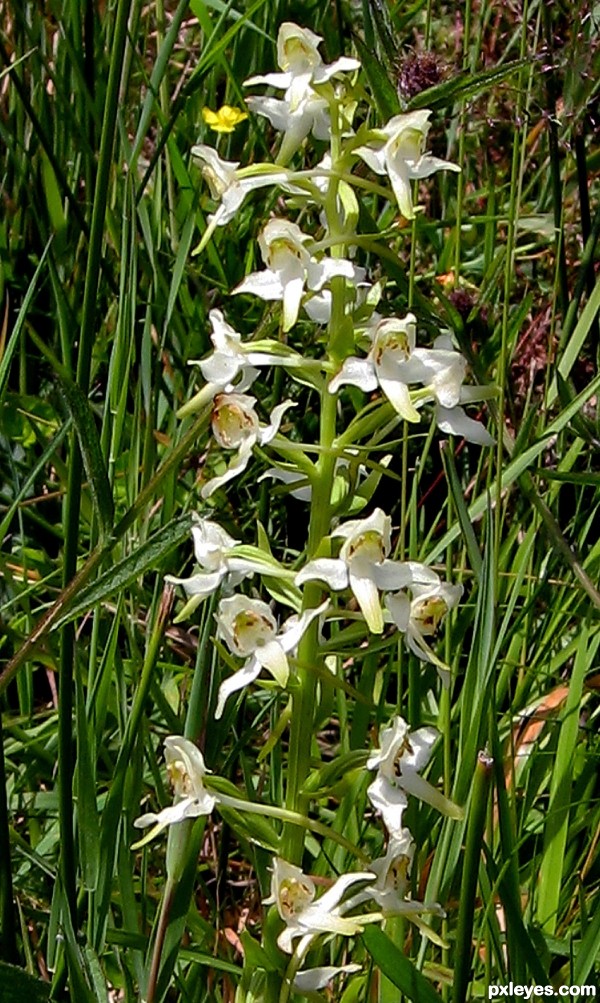 Butterfly Orchid