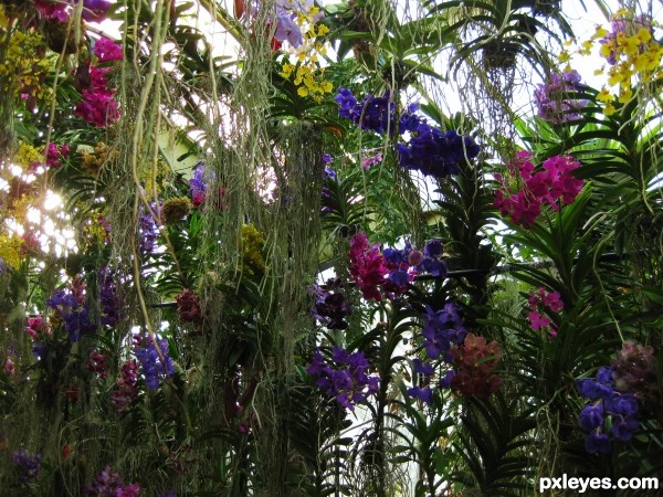 Hanging Veil of Orchids