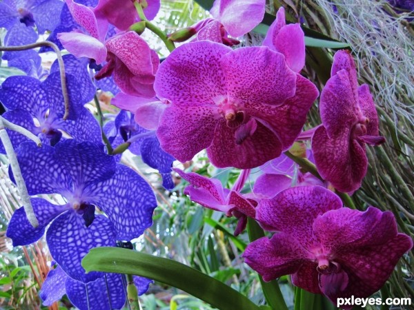 Kew Orchids
