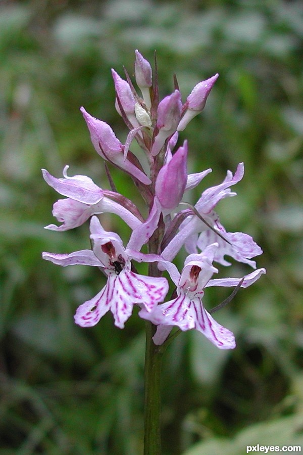 Orchis morio