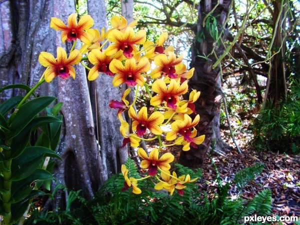 Pile Arch of Orchids