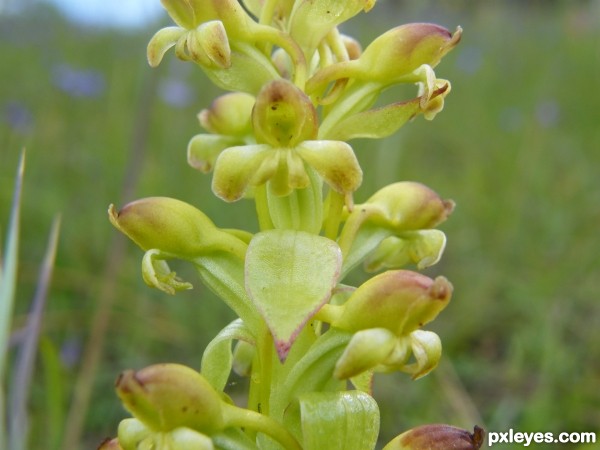 Satyrium odoratum