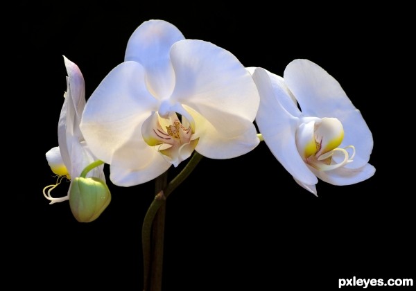 White Orchid photoshop picture)