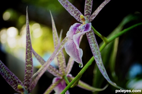 lepar-orchidius