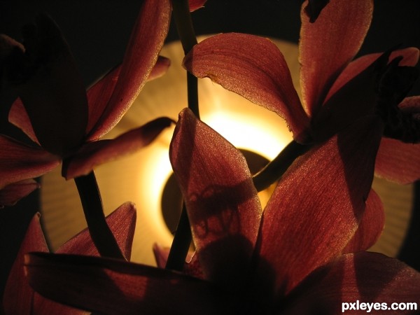 orchid against the light
