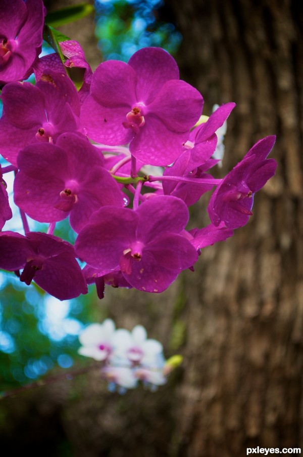 pink orchids