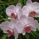 orchids photography contest