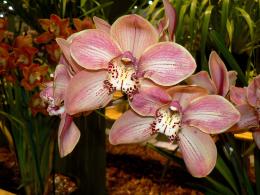  orchids in pale pink