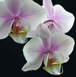 An Orchid Moment