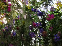 Hanging Veil of Orchids Picture
