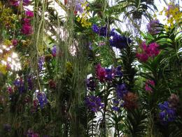 Hanging Veil of Orchids