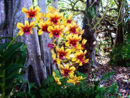 Pile Arch of Orchids