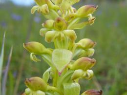 Satyrium odoratum Picture