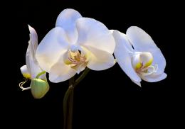 WhiteOrchid