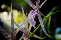 lepar-orchidius Picture