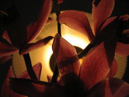 orchid against the light