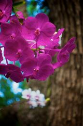 pink orchids