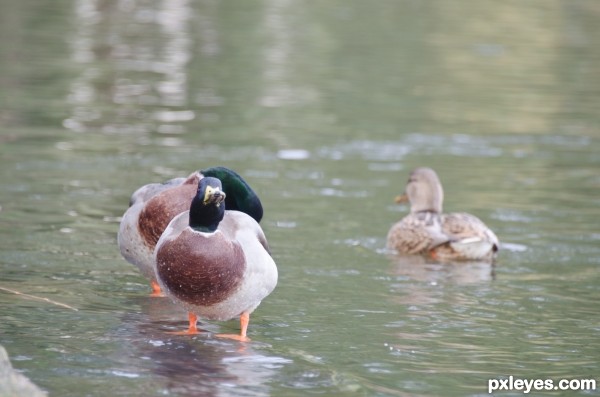 Defiant duck