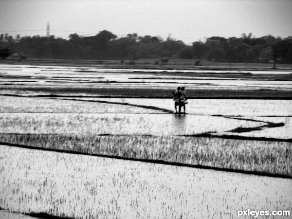 Flooded Paddy Fields