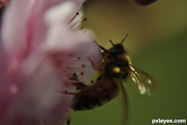 Search for Pollen