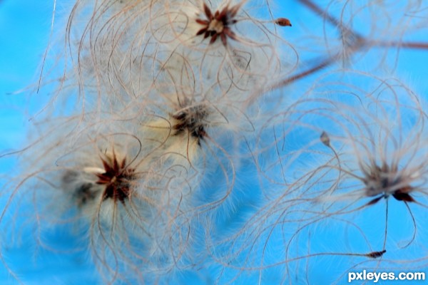 weed pods