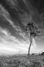 BW Tree Picture