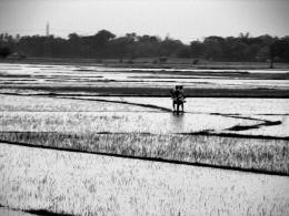 Flooded Paddy Fields