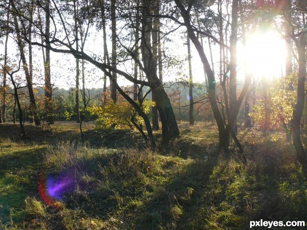 Autumn forest