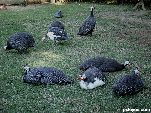 DIFERENTS BIRDS