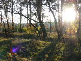 Autumn forest