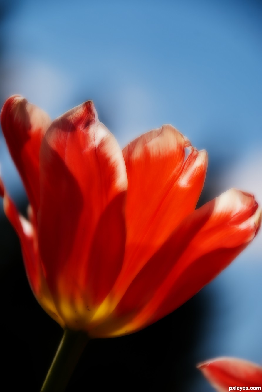 Tulip